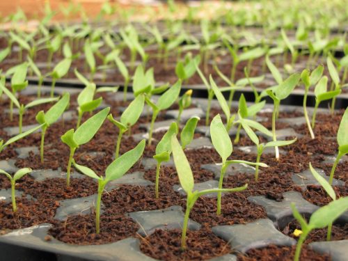 Seed germination in an urban garden