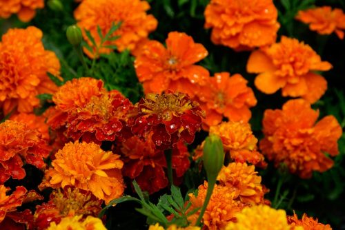 marigolds-740440_960_720