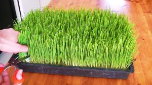 Super Greens: How to Grow Nature's Own Super Food at Home