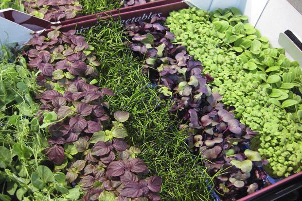 microgreens1-k0l-621x414livemint