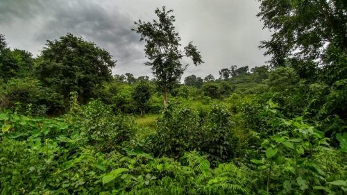 lushgreenery_araku_zpstun53dn6