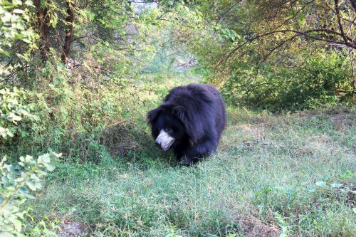 sloth-bear