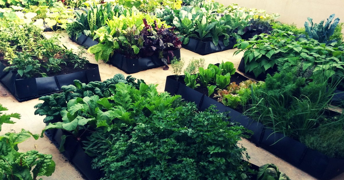 TBI Blogs: Everything You Ever Wanted to Know About Starting a Vegetable Garden in Your Own Home