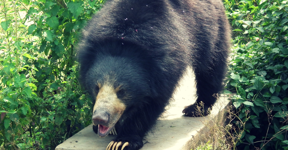 TBI Blogs: Organisation Pulls All Stops to Rescue Sloth Bear Caught in Poacher’s Snare in Karnataka