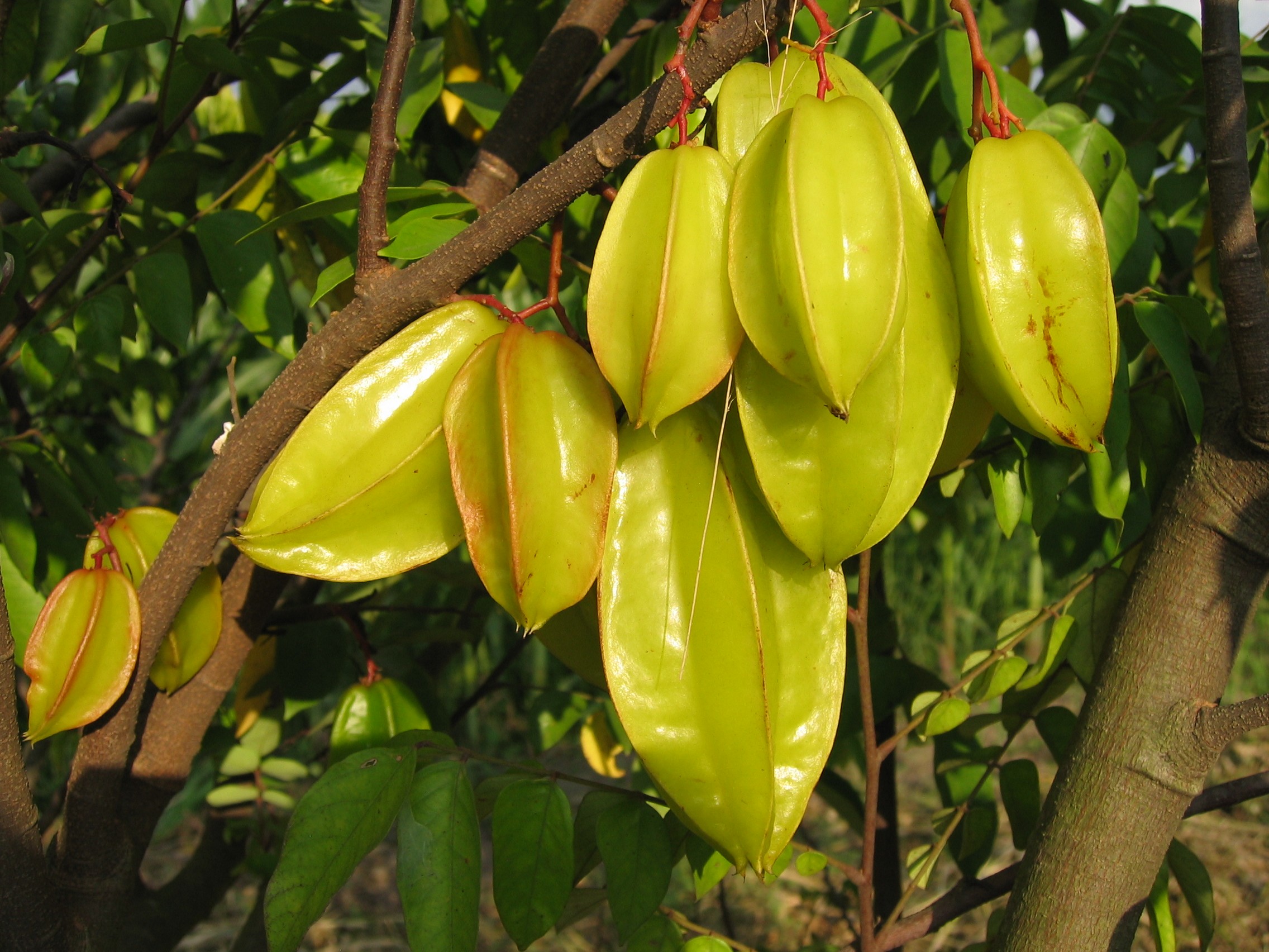 averrhoa_carambola_ripe_fruits_at_ciat_1