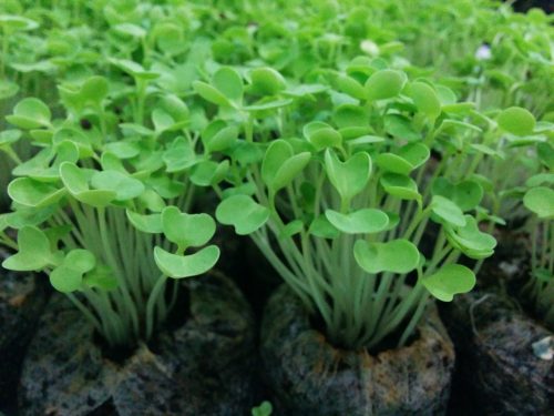 Densely grown seedlings