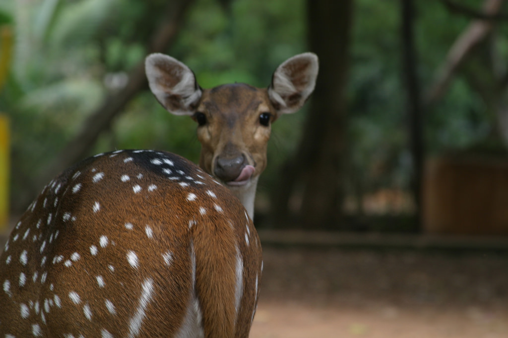 5 Beautiful Stories on Animals by Mahadevi Verma - An Animal Lover