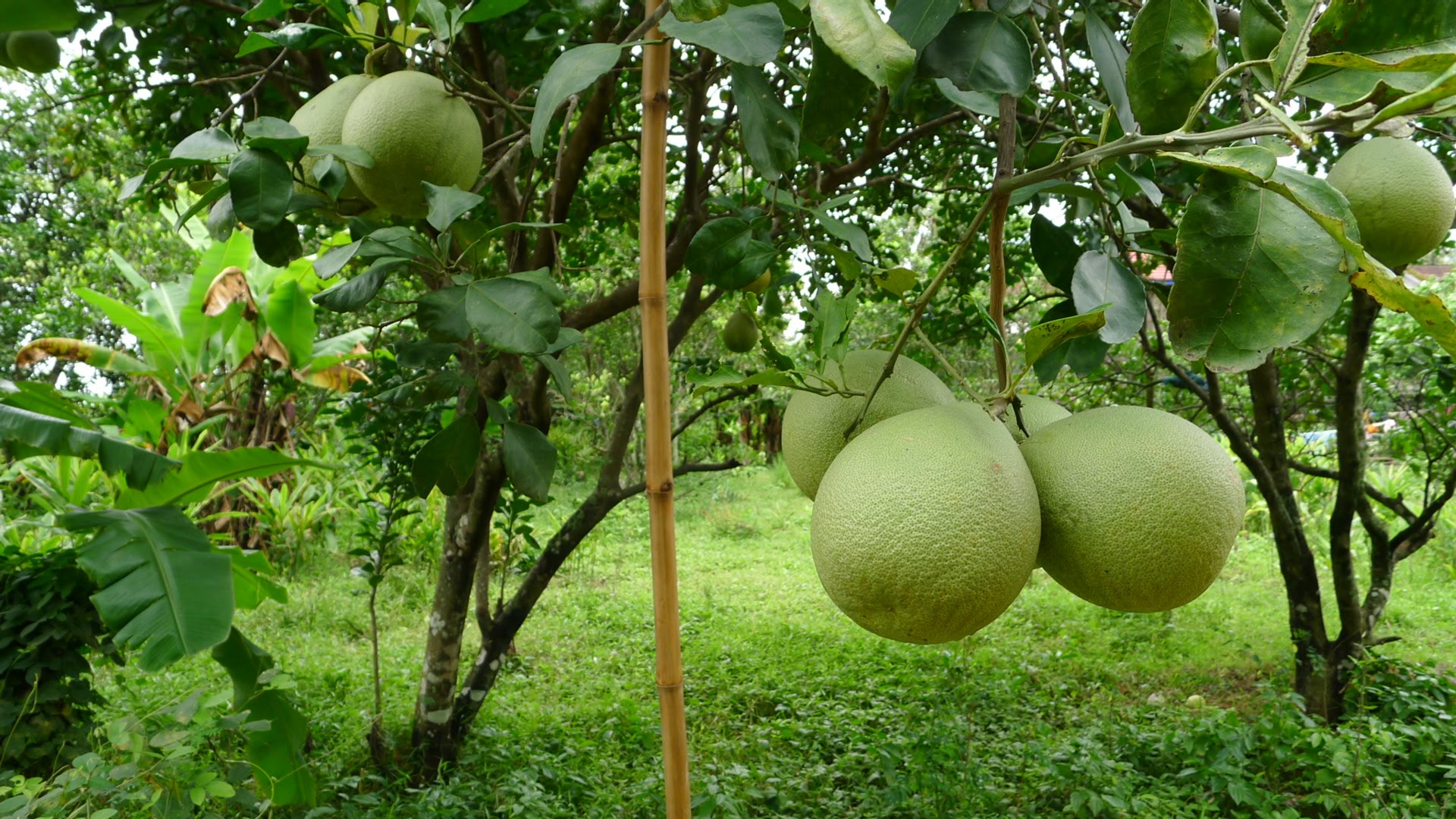 15 Unique and Rare Indian Fruits You Need to Try Right Now