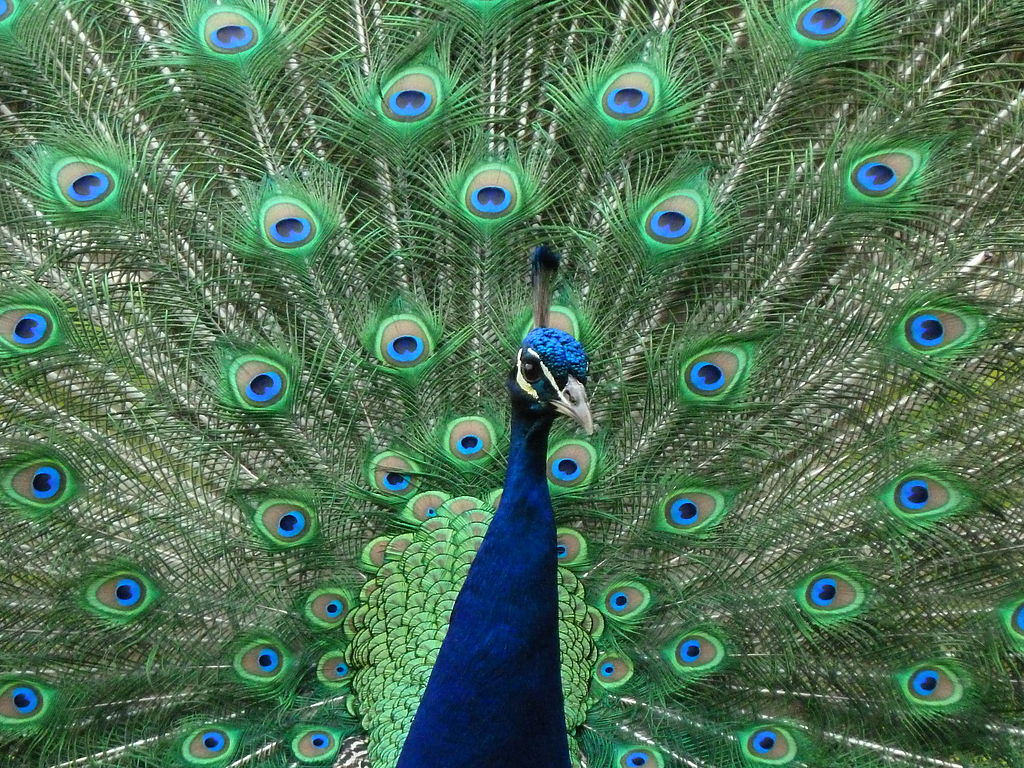 peacock