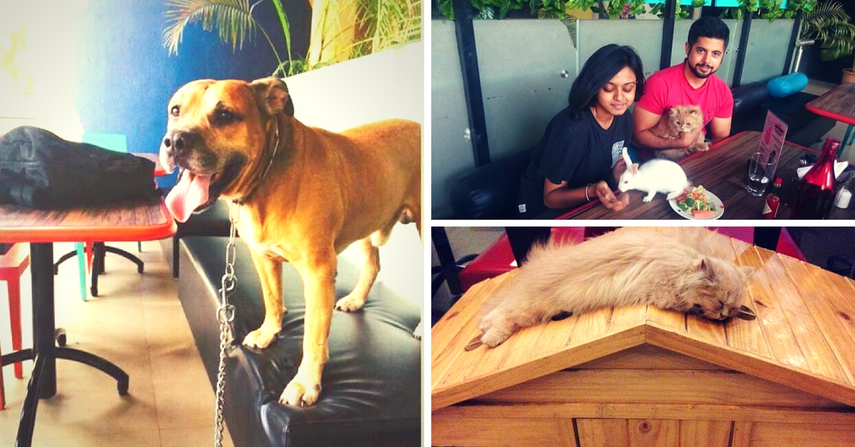 “Pets Welcome, Humans Tolerated!” – Welcome to an Amazing Pet-Friendly Cafe in Pune