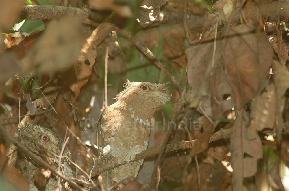 The endangered Ceylon Frogmouth