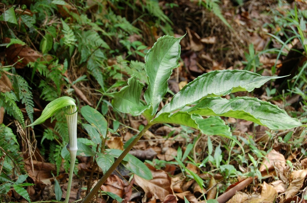 Cobra Plant