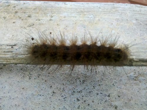 Wooly worm