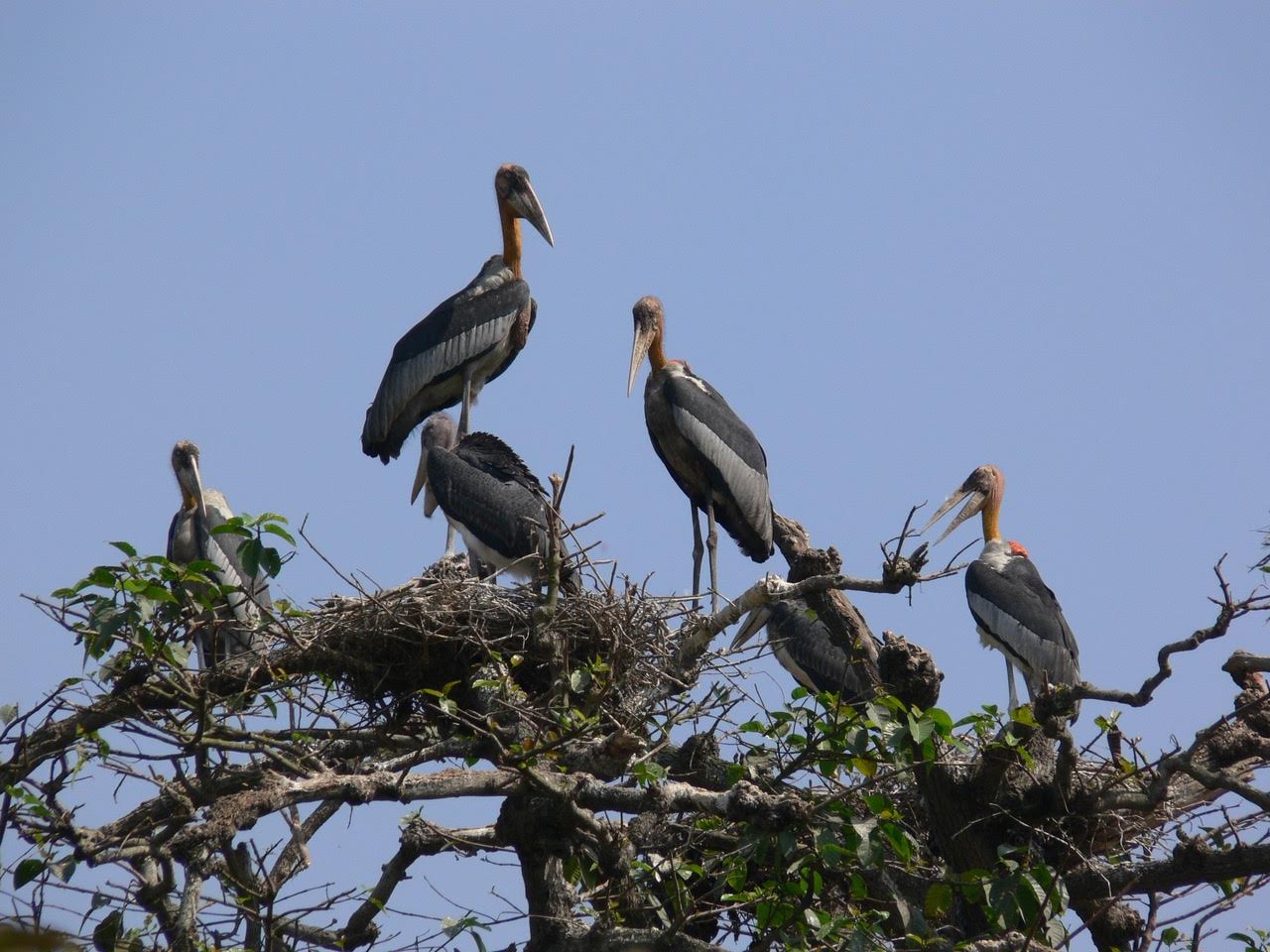 Adjutant Storks