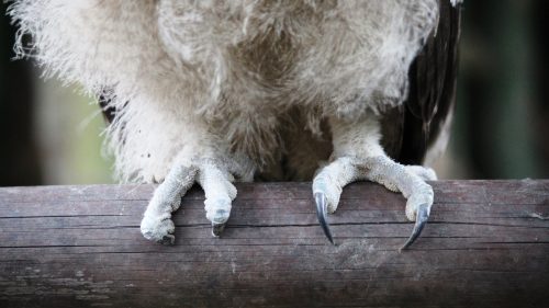 Dusky eagle owl's claws trimmed off by poachers