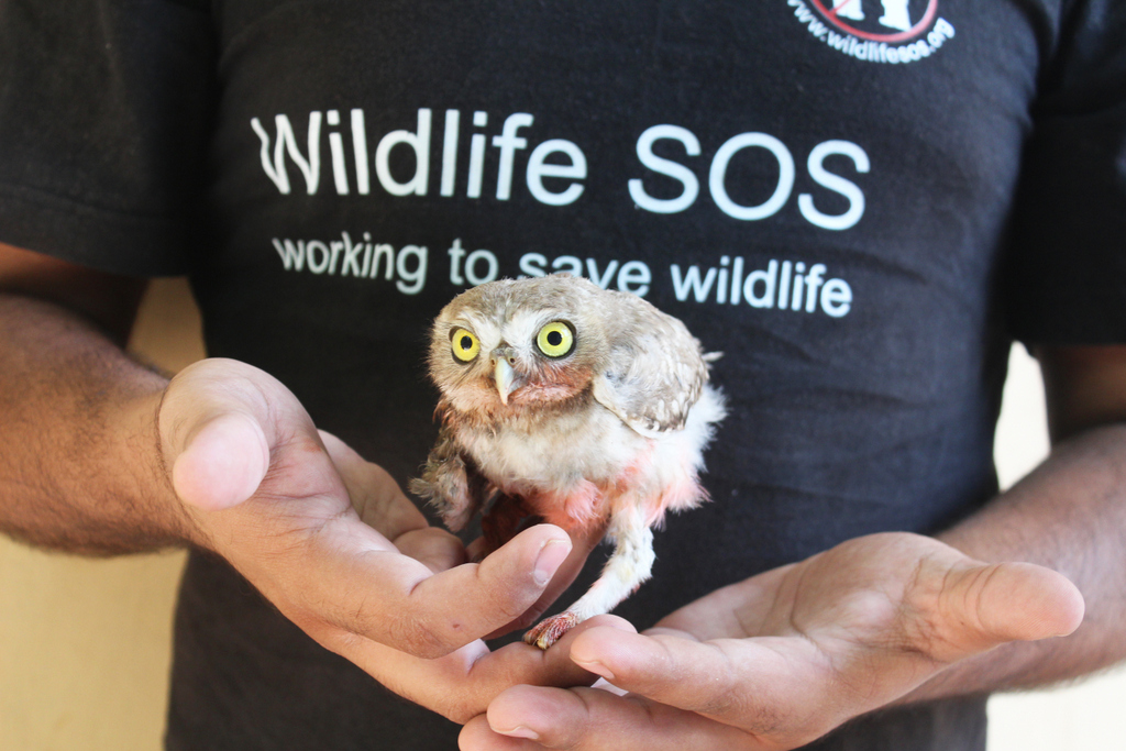 TBI Blogs: From Cages Back to the Wild – Helping India’s Owls Escape Poaching and Illegal Trade