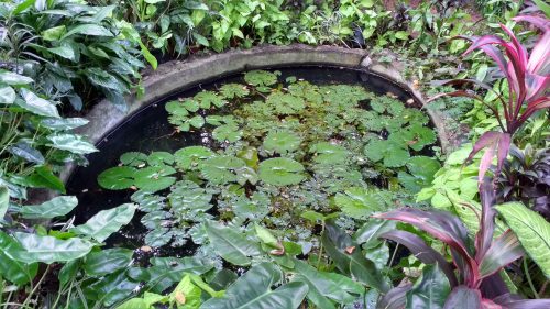 The lotus pond completes the transformation
