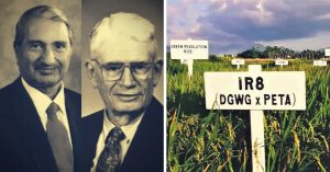 50 Years of IR8: A Tribute to the 'Miracle Rice' that Helped India Fight One Of Its Worst Famines