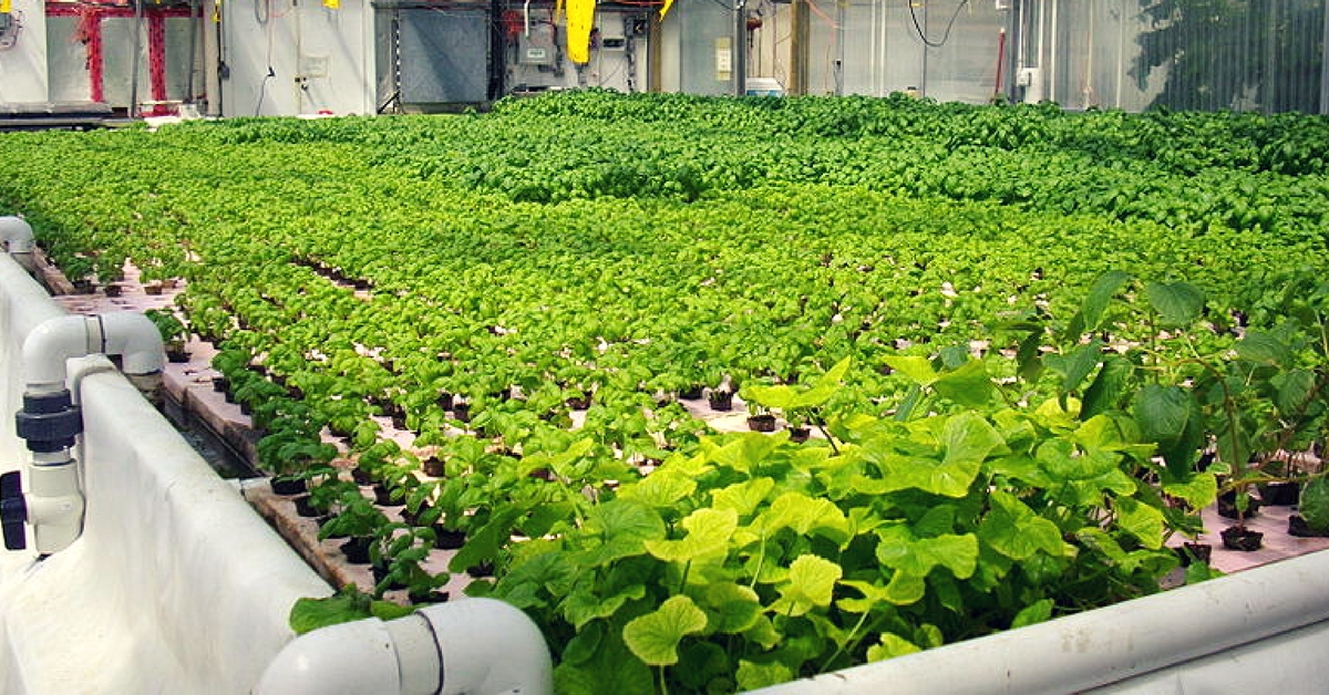 In a First for North India, Organic Farming Enthusiast Sets Up Aquaponic Farm in Gurugram