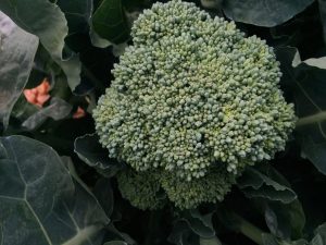 TBI Blogs: Here Are 5 Vegetables to Keep Your Green Fingers Busy during the Coming Winter Season