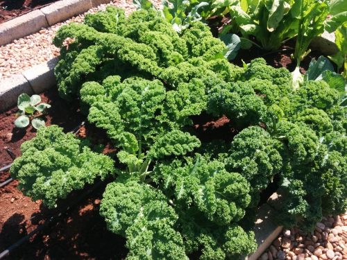 Frilled Kale - A nutritious crop