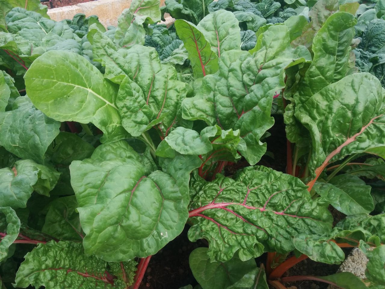 tbi blogs: 5 winter vegetables you can grow at home this