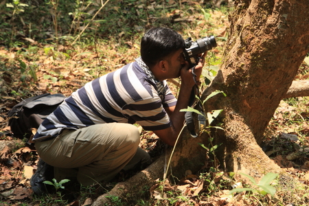 12-jose-photographing-the-malabar-pit-viper-yellow-morphjose-photographing-regenration-of-bamboo