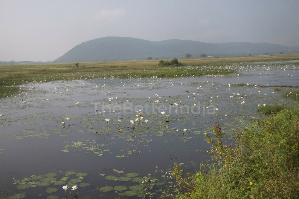 chilika4