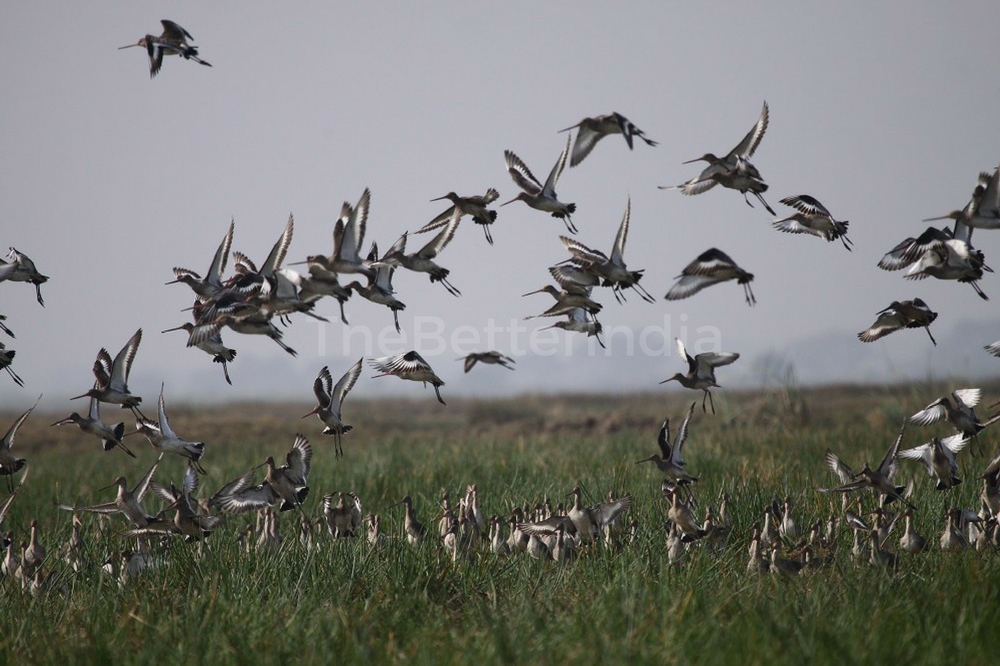 chilika5