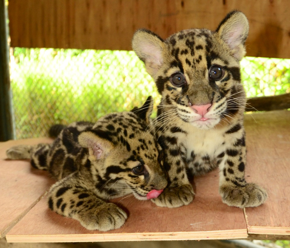 clouded-leopard-cub-1