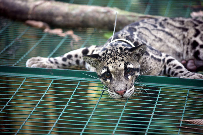 clouded-leopard-_13