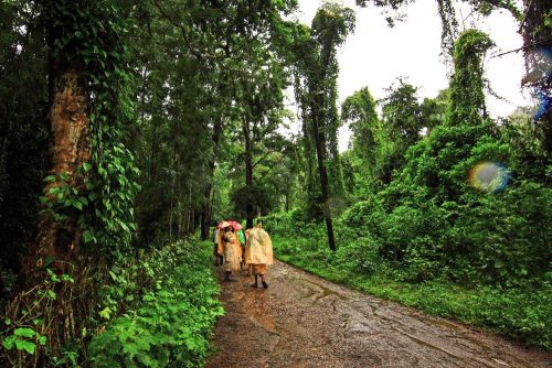 coorg_coffee_plantation_workers_zpsd7d109bb