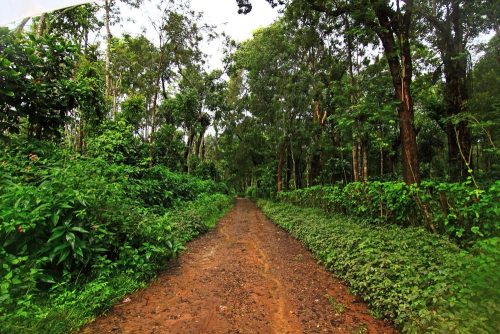 coorg_coffee_plantation_zps716ae39a