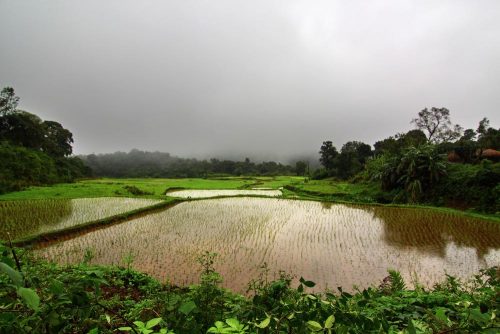 coorg_lush_fields_zpsd0f07e5c