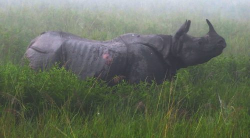 One-horned rhinoceros