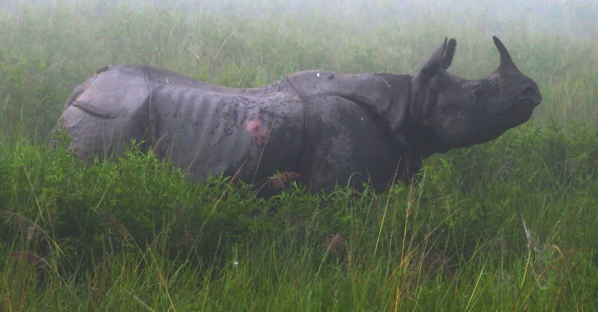 TBI Blogs: Rhino Poop from Assam Is Helping Farmers Gain Sustainable Income! Here’s How