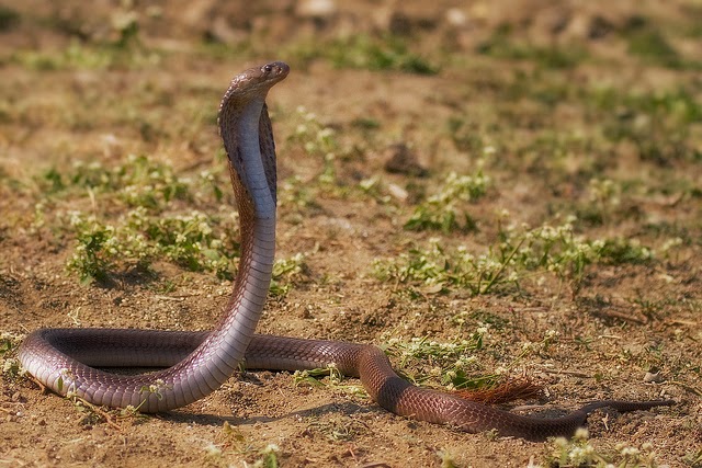 indian-cobra