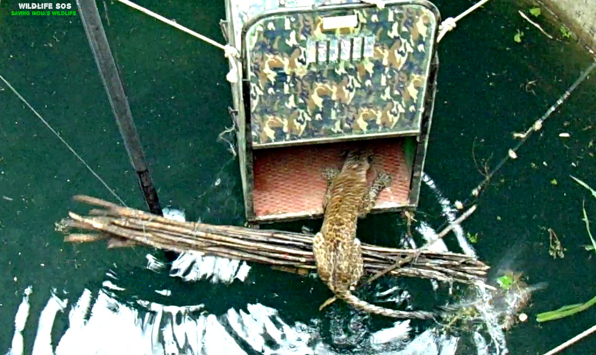 leopard-rescued-by-wildlife-sos-in-maharashtra-1