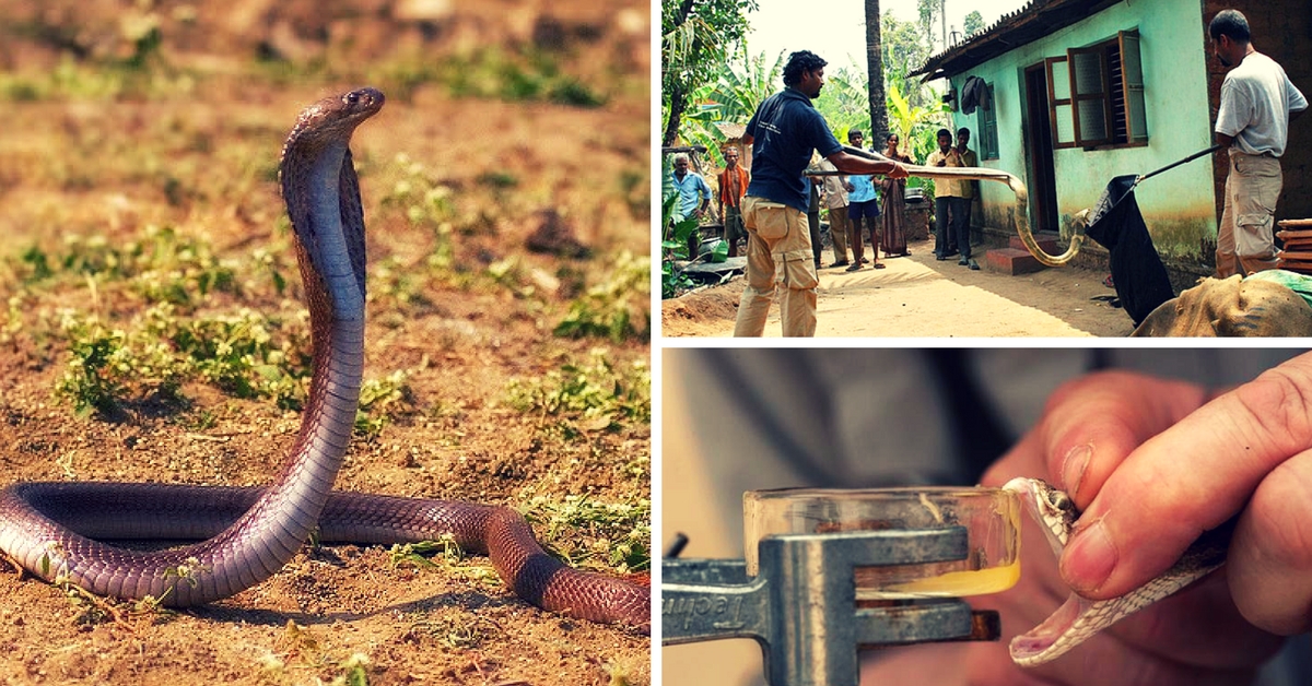 This Simple Initiative Is Saving Snakes as well as Snakebite Victims in India