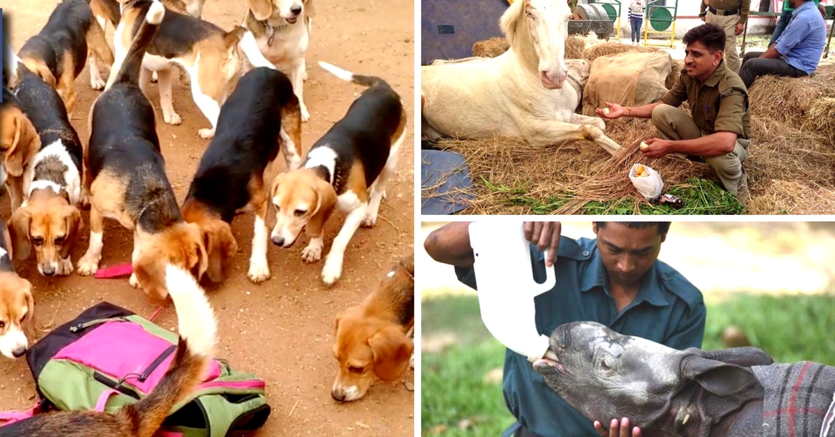 Heartwarming Highlights: 12 Times India Came Together to Help its Animals in 2016