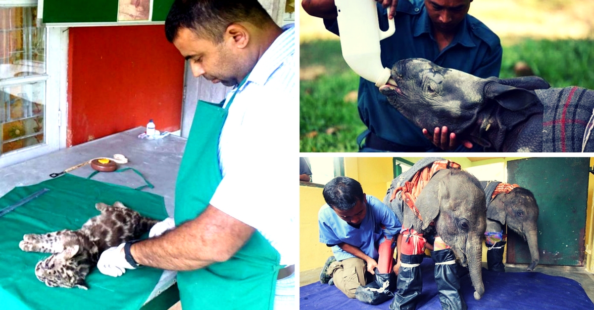 How a Determined Vet in Kaziranga Is Saving India’s Orphan Animals