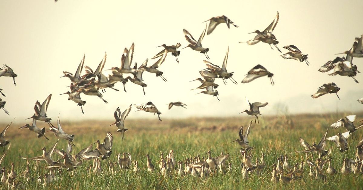 This Man Felt Guilty about Killing a Bird. So He Went on to Save an Entire Bird Sanctuary!