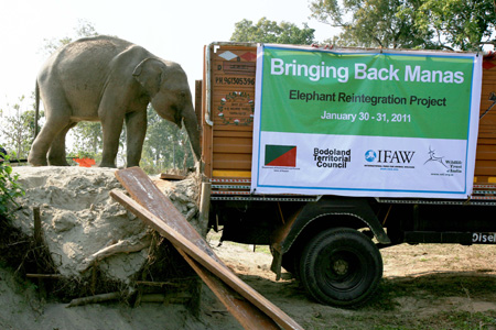 elephant-relocation-feb2011-6