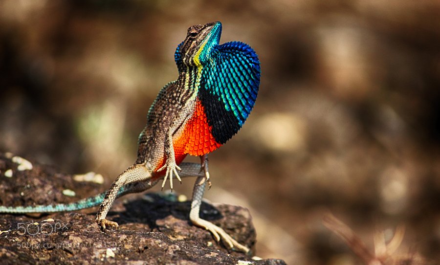 fan-throated-lizard