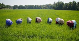 IISc Researchers Develop Tech to Help Farmers Preserve Their Produce & Tide Over Demonetisation