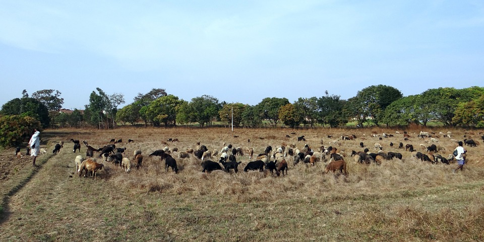 farm-india