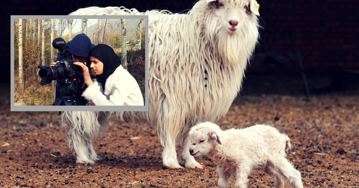Kashmiri Siblings Make Award Winning Documentary Film on the First Cloned Pashmina Goat