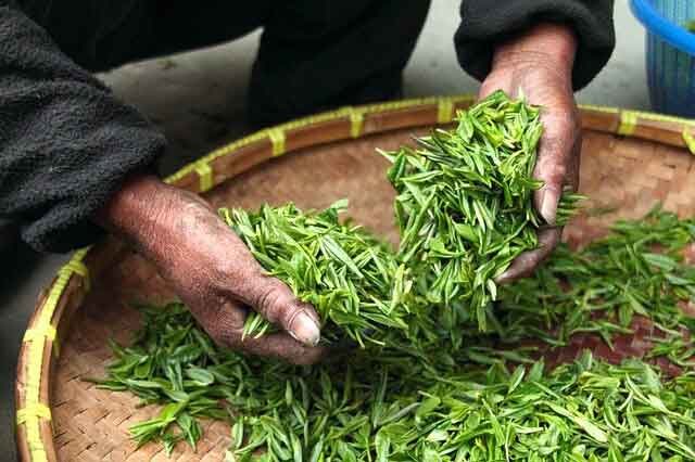 organic-teas-of-assam-buds-and-leaves