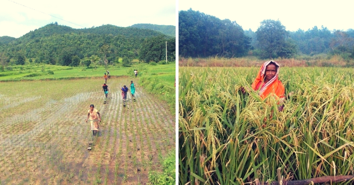 This Unique Farming Technique Doubled the Rice Produce of an Entire Village in Odisha