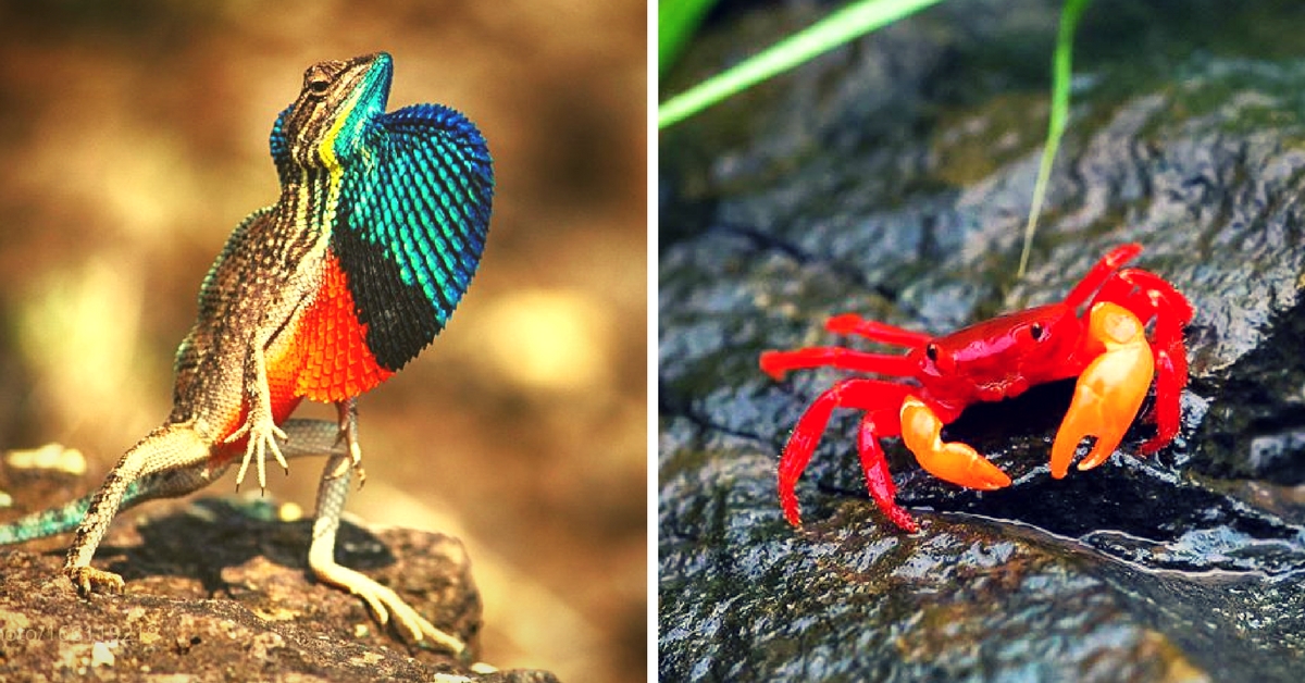 From a ‘Sorting Hat’ Spider to a Bird That ‘Sings Like Adele’: 8 New Species Discovered in India in 2016